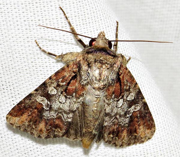 /filer/webapps/moths/media/images/M/mesoglauca_Omphalestra_A_Braun_07.jpg