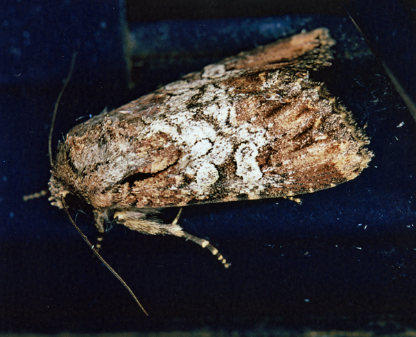 /filer/webapps/moths/media/images/M/mesoglauca_Omphalestra_A_Roland_01.jpg