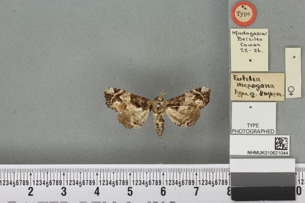 /filer/webapps/moths/media/images/M/mesogona_Eutelia_HT_BMNHa.jpg