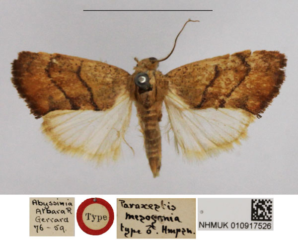 /filer/webapps/moths/media/images/M/mesogonia_Paraxestis_HT_NHMUK.jpg