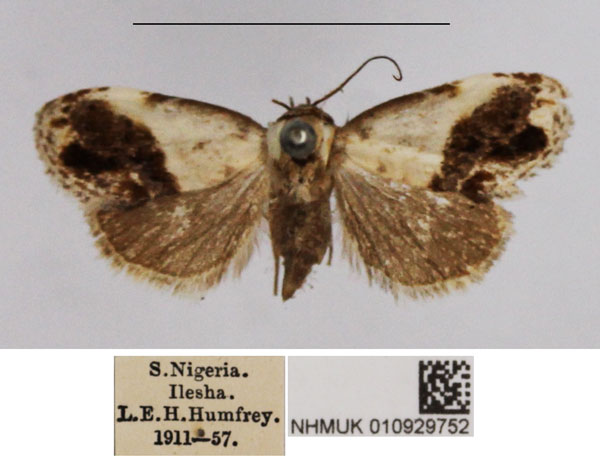/filer/webapps/moths/media/images/M/mesoleuca_Negeta_AF_NHMUK.jpg