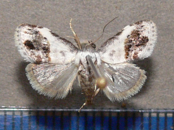 /filer/webapps/moths/media/images/M/mesoleuca_Negeta_A_Goff_01.jpg