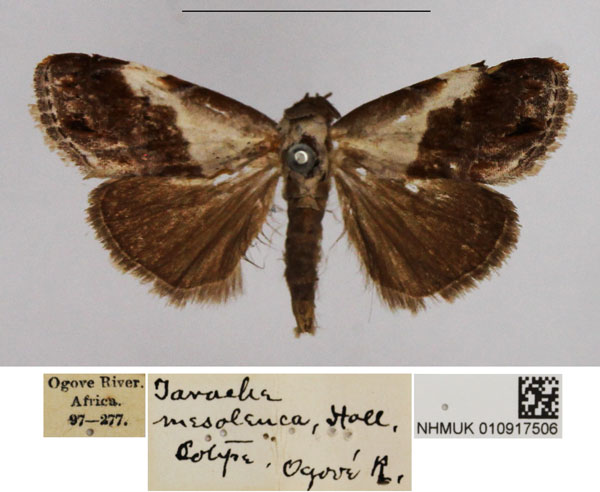 /filer/webapps/moths/media/images/M/mesoleuca_Negeta_PTM_NHMUK.jpg