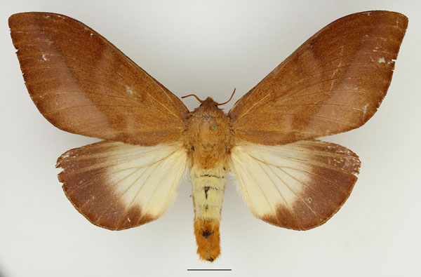 /filer/webapps/moths/media/images/M/mesoleuca_Pallastica_AF_Basquin_01.jpg