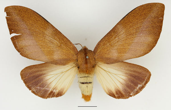 /filer/webapps/moths/media/images/M/mesoleuca_Pallastica_AF_Basquin_02.jpg