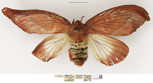 /filer/webapps/moths/media/images/M/mesoleuca_Pallastica_AF_NHMUK.jpg
