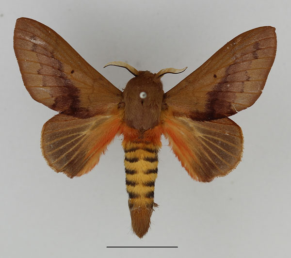 /filer/webapps/moths/media/images/M/mesoleuca_Pallastica_AM_Basquin_01.jpg