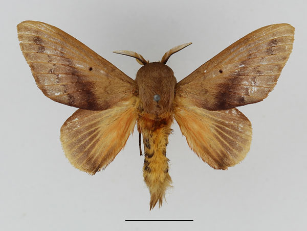 /filer/webapps/moths/media/images/M/mesoleuca_Pallastica_AM_Basquin_02.jpg