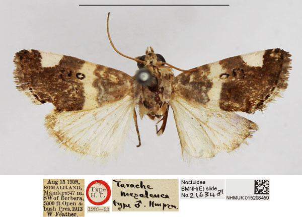 /filer/webapps/moths/media/images/M/mesoleuca_Tarache_HT_NHMUK.jpg