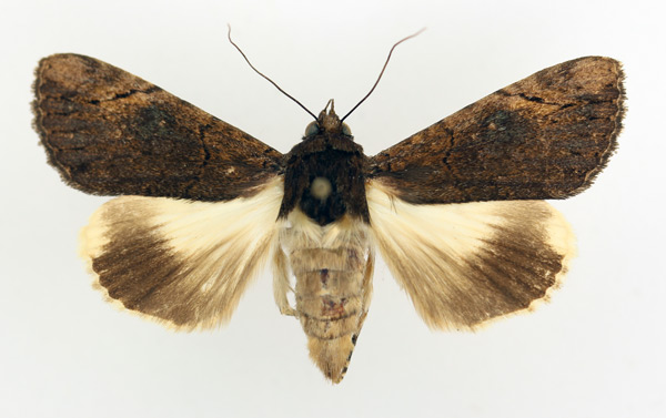 /filer/webapps/moths/media/images/M/mesoleuca_Ulotrichopus_AF_TMSA_01.jpg