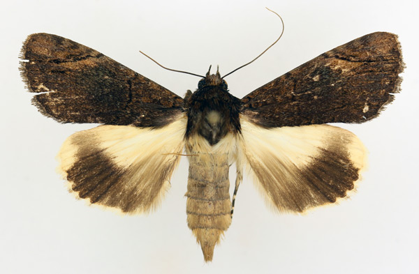 /filer/webapps/moths/media/images/M/mesoleuca_Ulotrichopus_AF_TMSA_02.jpg