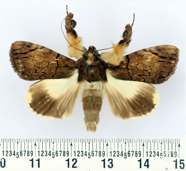 /filer/webapps/moths/media/images/M/mesoleuca_Ulotrichopus_AM_BMNH.jpg