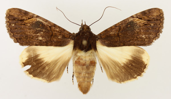 /filer/webapps/moths/media/images/M/mesoleuca_Ulotrichopus_AM_TMSA_02.jpg