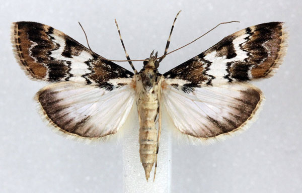/filer/webapps/moths/media/images/M/mesoleucalis_Paschiodes_AF_Agassiz.jpg