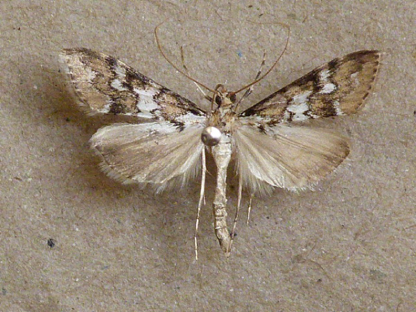 /filer/webapps/moths/media/images/M/mesoleucalis_Paschiodes_A_Butler.jpg