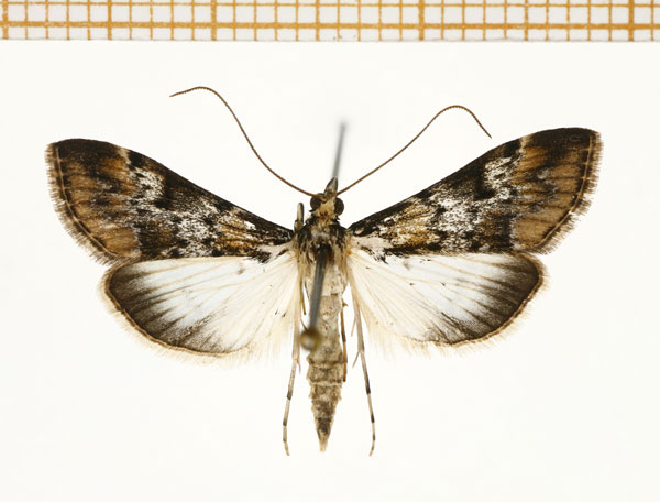 /filer/webapps/moths/media/images/M/mesoleucalis_Paschiodes_A_DePrins.jpg