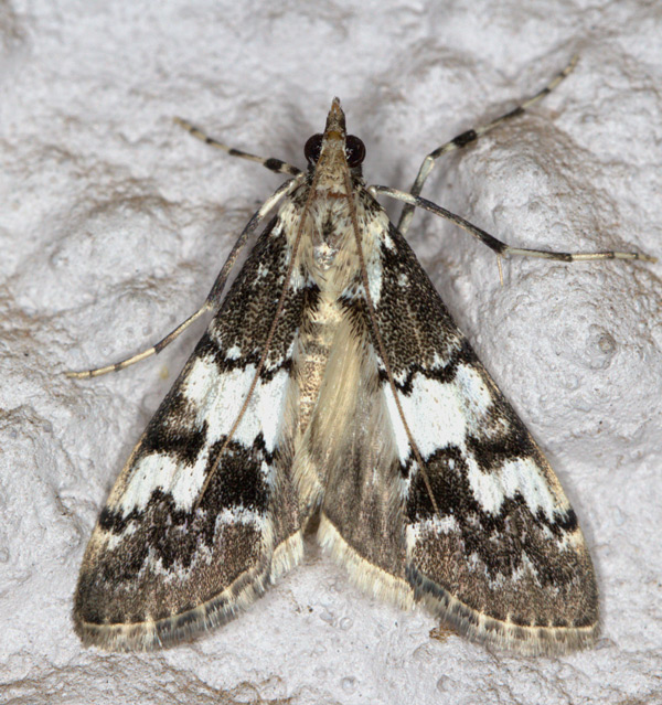 /filer/webapps/moths/media/images/M/mesoleucalis_Paschiodes_A_Heyns_01.jpg