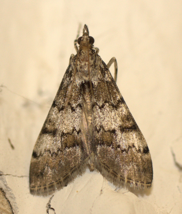 /filer/webapps/moths/media/images/M/mesoleucalis_Paschiodes_A_Heyns_02.jpg