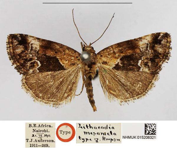 /filer/webapps/moths/media/images/M/mesomela_Lithacodia_STF_NHMUK.jpg