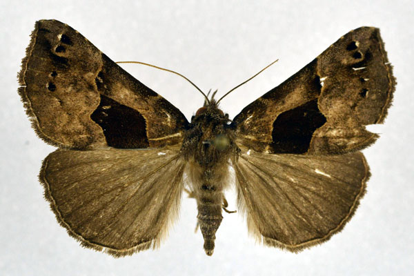 /filer/webapps/moths/media/images/M/mesomelaena_Dichromia_A_NHMO.jpg