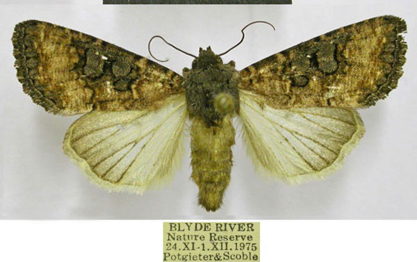/filer/webapps/moths/media/images/M/mesomelana_Omphalestra_AF_TMSA.jpg