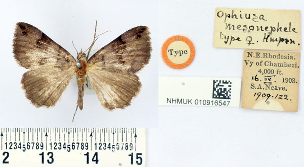 /filer/webapps/moths/media/images/M/mesonephele_Ophiusa_HT_BMNH.jpg