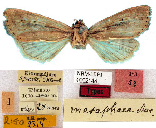 /filer/webapps/moths/media/images/M/mesophaea_Conicofrontia_HT_SNHM.jpg