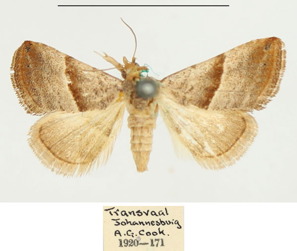 /filer/webapps/moths/media/images/M/mesophaea_Eublemma_AF_BMNH.jpg