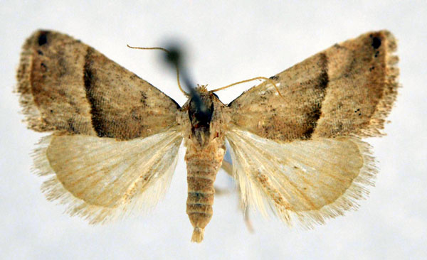 /filer/webapps/moths/media/images/M/mesophaea_Eublemma_AF_NHMO.jpg