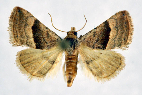 /filer/webapps/moths/media/images/M/mesophaea_Eublemma_AM_NHMO.jpg