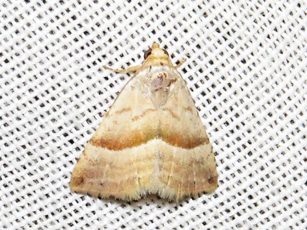 /filer/webapps/moths/media/images/M/mesophaea_Eublemma_A_Braun.jpg
