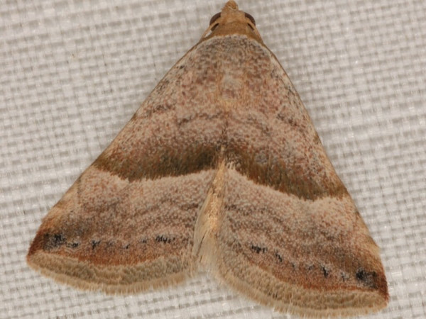 /filer/webapps/moths/media/images/M/mesophaea_Eublemma_A_Heyns.jpg