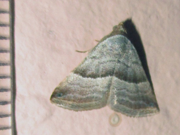 /filer/webapps/moths/media/images/M/mesophaea_Eublemma_A_Sydes.jpg