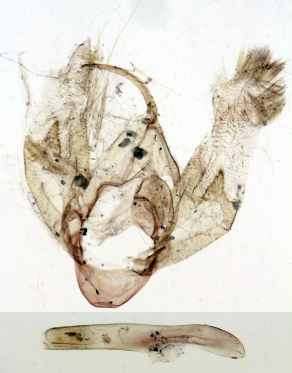 /filer/webapps/moths/media/images/M/mesophaea_Eublemma_GM_MNHN_589.jpg