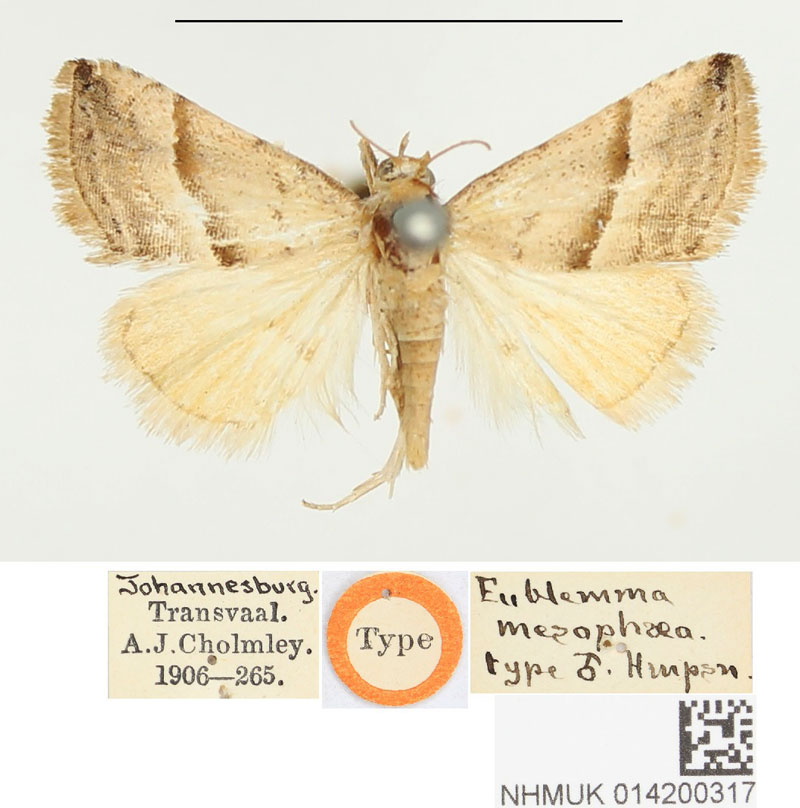 /filer/webapps/moths/media/images/M/mesophaea_Eublemma_HT_BMNH.jpg