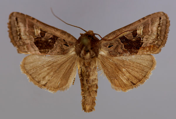 /filer/webapps/moths/media/images/M/mesophaea_Oediplexia_A_RMCA_01.jpg