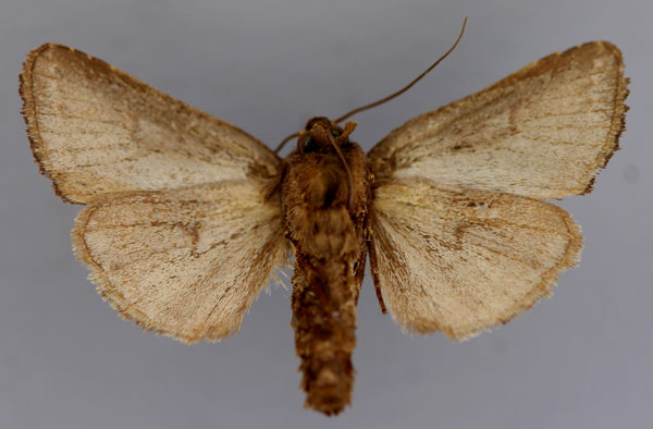/filer/webapps/moths/media/images/M/mesophaea_Oediplexia_A_RMCA_02.jpg