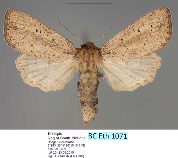 /filer/webapps/moths/media/images/M/mesophaea_Sciomesa_AF_Fiebig.jpg