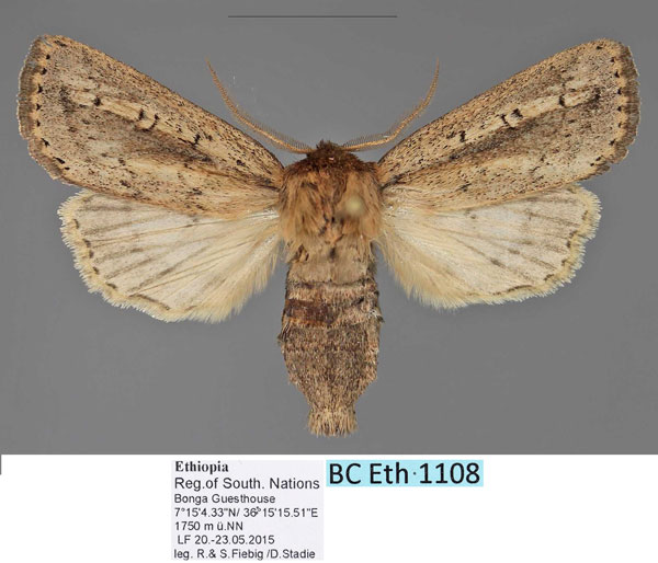 /filer/webapps/moths/media/images/M/mesophaea_Sciomesa_AM_Fiebig.jpg