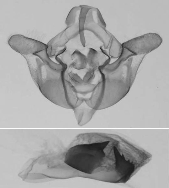 /filer/webapps/moths/media/images/M/mesophaea_Sciomesa_GM_MNHN_669.jpg