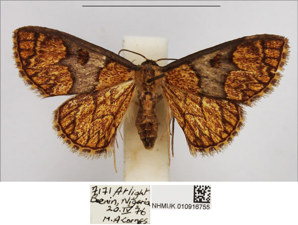 /filer/webapps/moths/media/images/M/mesophaea_Steganiodes_AF_NHMUK.jpg