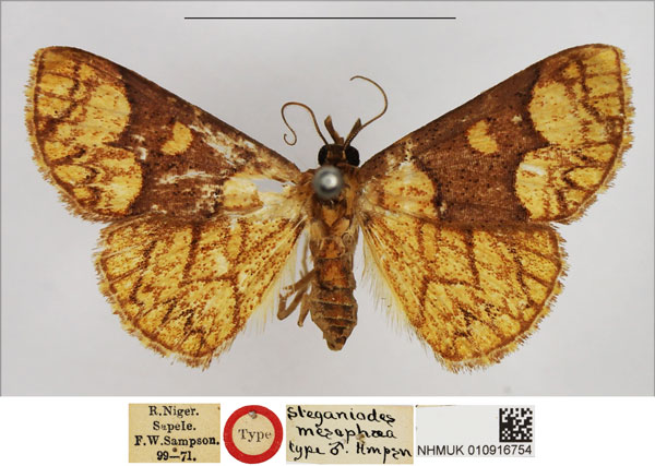 /filer/webapps/moths/media/images/M/mesophaea_Steganiodes_HT_NHMUK.jpg