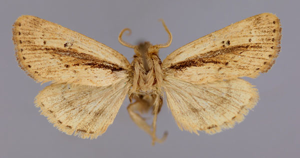 /filer/webapps/moths/media/images/M/mesophaena_Sciomesa_A_RMCA_01.jpg