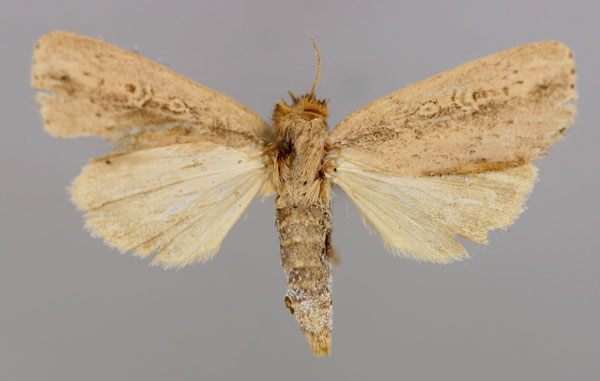 /filer/webapps/moths/media/images/M/mesophaena_Sciomesa_A_RMCA_03.jpg