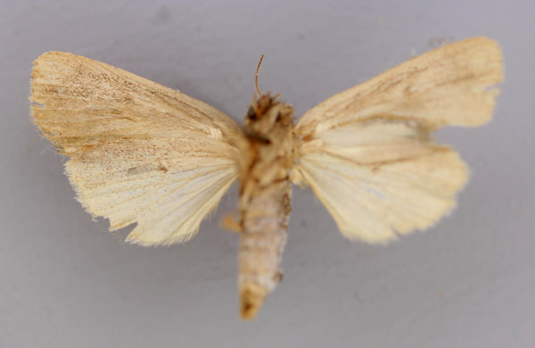 /filer/webapps/moths/media/images/M/mesophaena_Sciomesa_A_RMCA_04.jpg