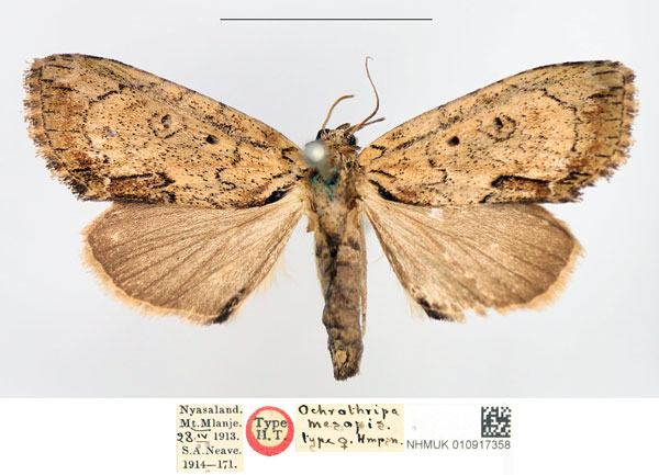 /filer/webapps/moths/media/images/M/mesopis_Ochrothripa_HT_NHMUK.jpg