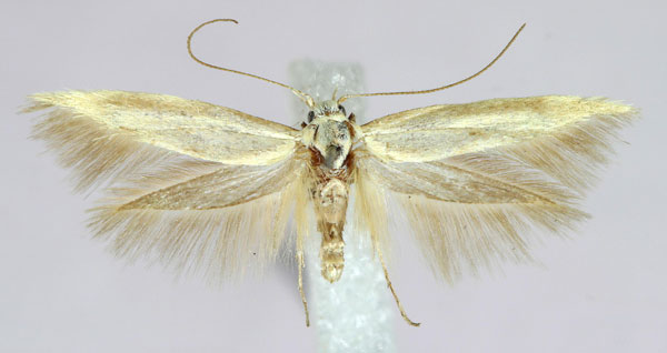 /filer/webapps/moths/media/images/M/mesoplecta_Scythris_AF_ZMHB.jpg