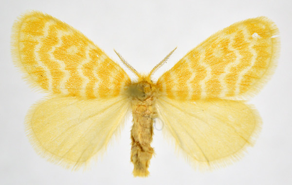 /filer/webapps/moths/media/images/M/mesopotamia_Chrysocyma_A_NHMO.jpg