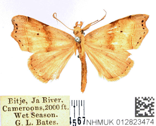 /filer/webapps/moths/media/images/M/mesoscia_Paralephana_AM_BMNH.jpg