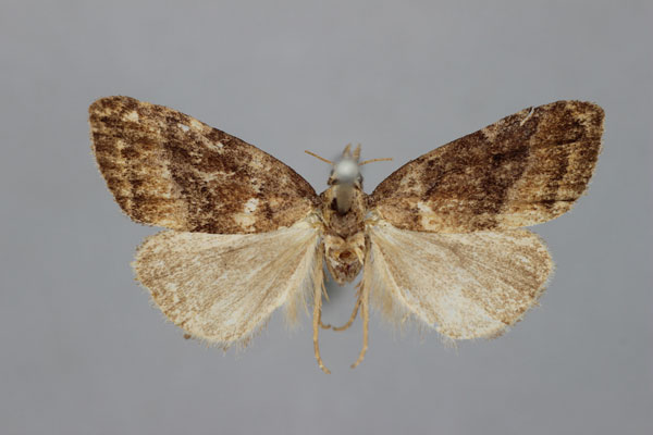 /filer/webapps/moths/media/images/M/mesoscota_Meganola_LT_BMNH.jpg